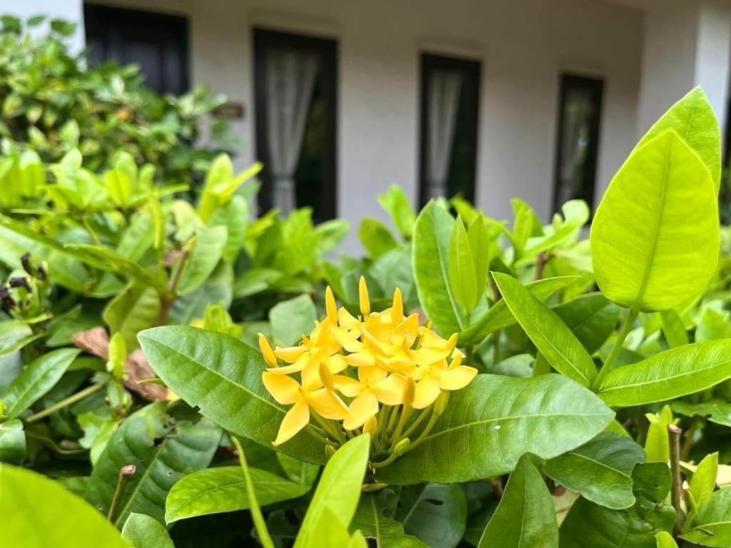 Baan Chuengkao Resort Ρανόνγκ Εξωτερικό φωτογραφία